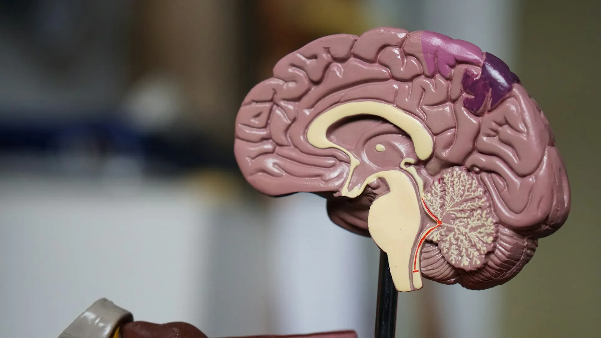 Neuroscience brain visualization for trading discipline